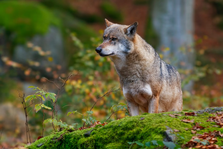 wolf in the forest