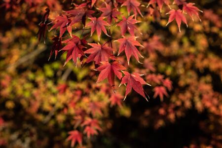 Japanese marple tree red leaves in autumn
