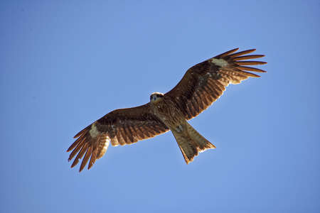 Japanese golden eagle aquila chrysaetos in flight isolated on a blue skyの写真素材