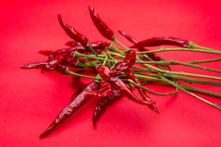 spicy red chili pepper isolated on red background