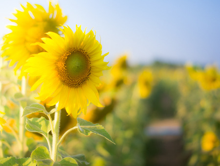 sunflowerの写真素材