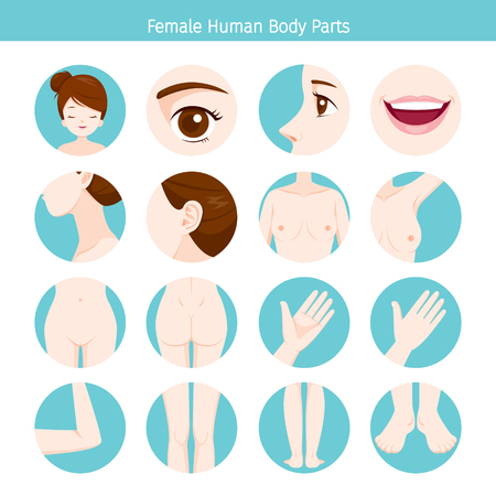 Female Human External Organs Body Set, Physiology, Structure, Medical Profession, Morphology, Healthyのイラスト素材