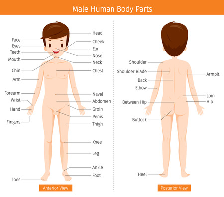 Male Human Anatomy, External Organs Body, Physiology, Structure, Medical Profession, Morphology, Healthyのイラスト素材
