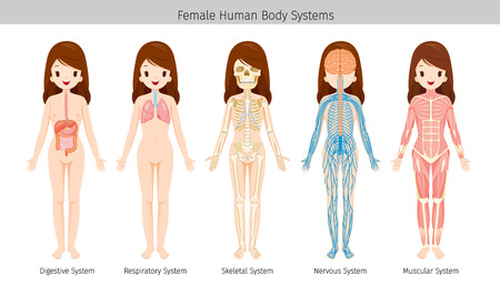 Female Human Anatomy, Body Systems, Physiology, Structure, Medical Profession, Morphology, Healthyのイラスト素材