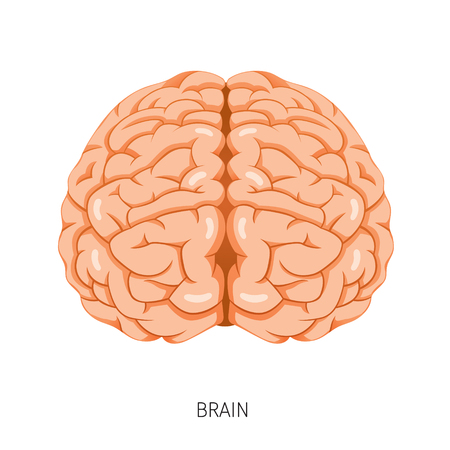 Brain, Human Internal Organ Diagram, Physiology, Structure, Medical Profession, Morphology, Healthyのイラスト素材