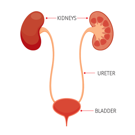 Kidneys And Bladder, Human Internal Organ Diagram, Physiology, Structure, Medical Profession, Morphology, Healthyのイラスト素材