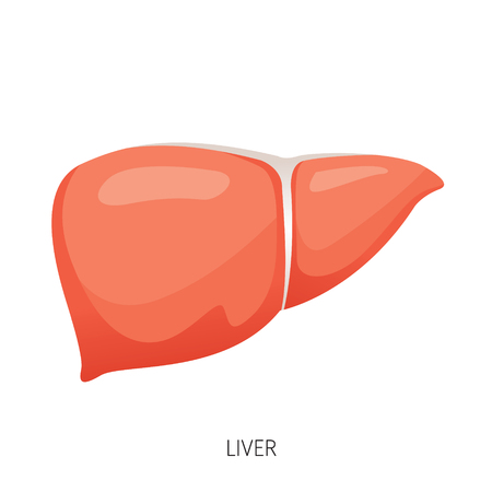 Liver, Human Internal Organ Diagram, Physiology, Structure, Medical Profession, Morphology, Healthyのイラスト素材