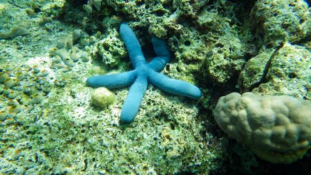 blue starfish in the sea on the coral reefの写真素材
