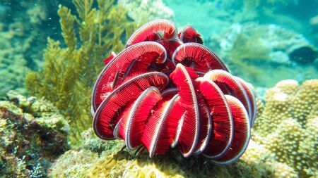 soft red coral. underwater aquatic life on coral reefの写真素材