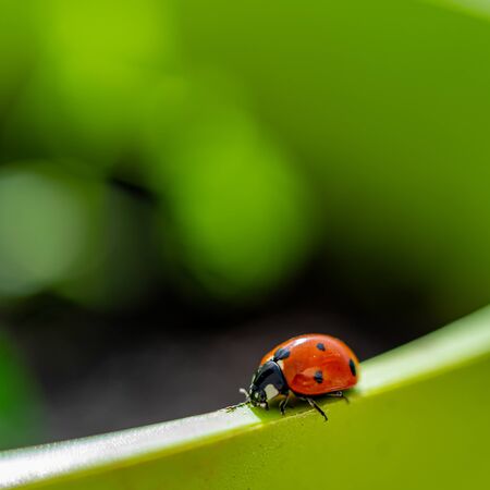 ladybug walking on a green pot. blurred green backgroundの写真素材