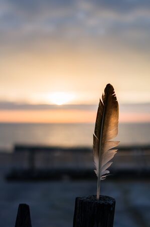 an isolated feather pitch on a wood fence during sunrise. ocean in the background is blurryの写真素材