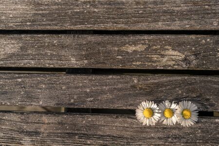 three daisies laying on an old textured wooden table. landscape formatの写真素材