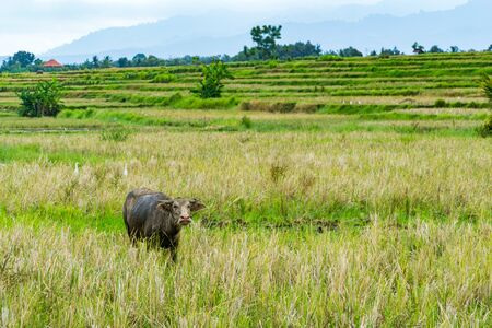 isolated buffalo in a rice field - Bali, Indonesiaの写真素材