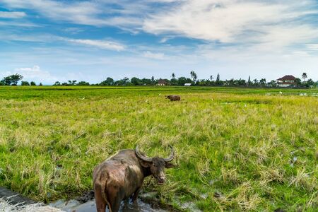 Buffaloes in a green rice field - Bali, Indonesia. landscape format. wide angle