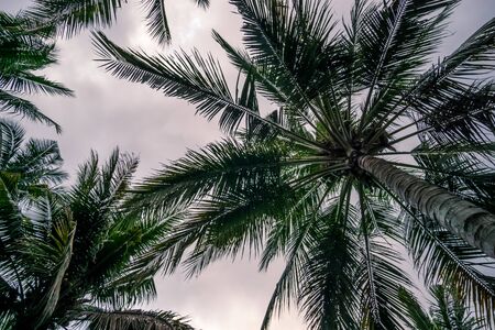 Tropical palm trees. View from below. Cloudy sky