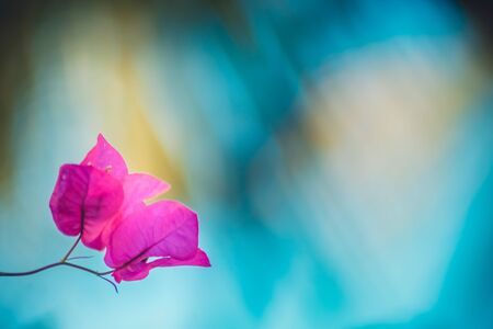 tropical fuschia bougainvillea flowers on a blurred blue and yellow background