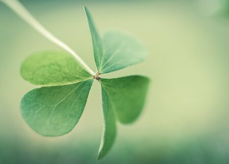 macro photography of a clover on a green backgroundの写真素材