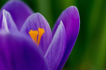 macro of blooming purple crocus flowers in the garden.の写真素材