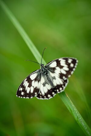 close-up of a marbled white butterfly on a diagonal blade of grass in natural environment.の写真素材