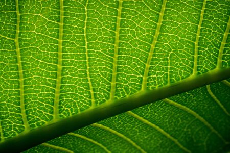 abstract green leaf texture, nature background, tropical leafの写真素材