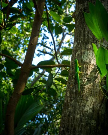 green tropical lizard on a tree in natural environmentの写真素材