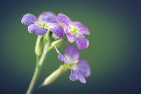 macro view of bouquet of little purple flowers (iberis). selective focus. green background for postcardsの写真素材