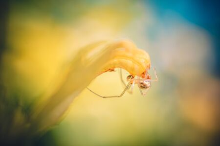 little baby spider on a yellow flower. yellow and blue backgroundの写真素材