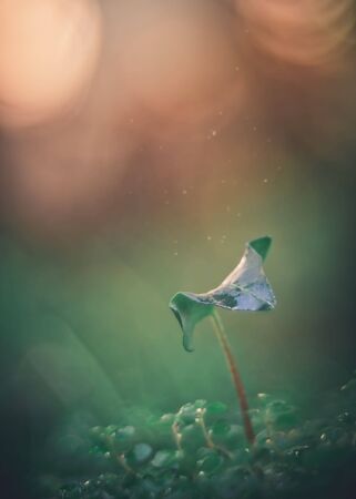 One Green leaf ivy leaf close up macro on green and brown backgroundの写真素材