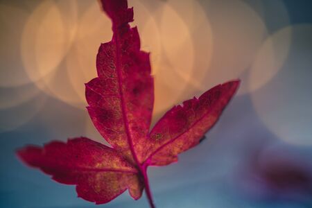 close-up of an isolated red maple leaf on a wooden table. bokeh light in the background. fall concept.の写真素材