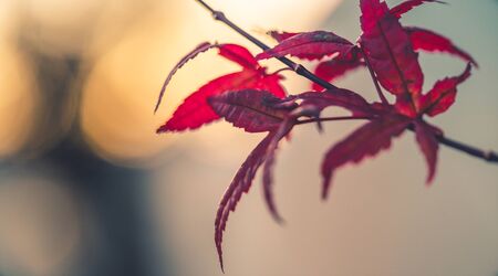Branch with red maple leaves. Bokeh light in the background