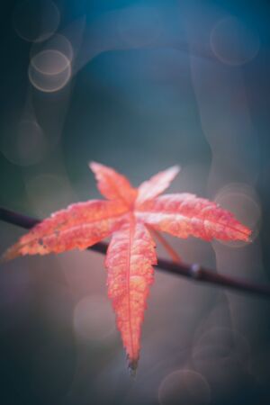 close-up of an isolated red maple leaf on a branch. bokeh light in the background. fall concept.の写真素材