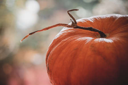 Close-up of an isolated pumpkin. gorgeous colorful blurred background