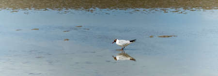 isolated seagull on beach during low tide eating some worms . bird reflecting in water. banner...