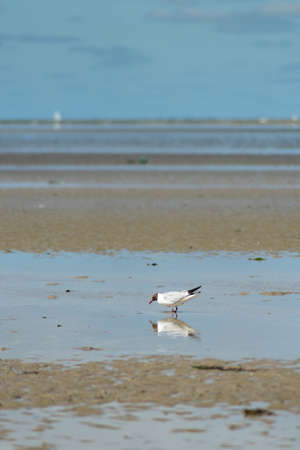 isolated seagull on beach during low tide eating some worms . bird reflecting in water. portrait...