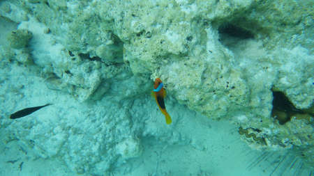 Isolated clown fish on coral reef in underwater natural environment. Crystal blue water