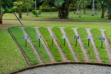 Sample of grass lawn in botanical garden at Kandy, Sri Lankaの写真素材