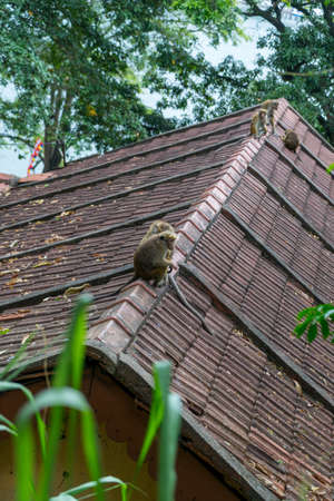 wildlife background with monkeys and baby on roof top. Kandy, Sri Lanka. image for animal, mammal, nature, wild, pet, travel, conceptの写真素材