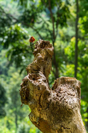 Isolated green lizard with red head on a tree stump. Ella, Sri Lanka. blurred jungle in the backgroundの写真素材