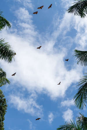 Giant indian flying foxes (large bats) on the fly, Pteropus giganteus. Palm trees and sky with cloudsの写真素材