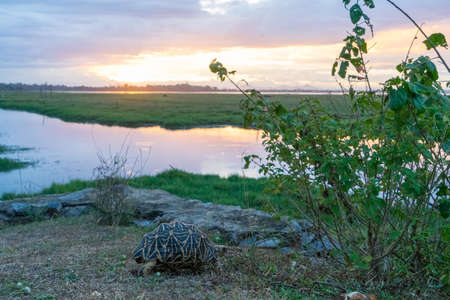 Indian star tortoise, beautiful landscape at sunset on background, Arugam bay, Sri Lankaの写真素材