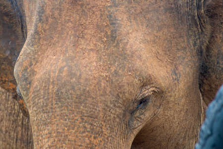 Close-up of an asian elephant head (Elephas maximus), Sri Lankaの写真素材