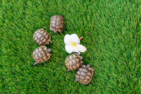 Close-up of an isolated young hermann turtle on a synthetic grass with frangipani flower - macro, selective focus, space for textの写真素材
