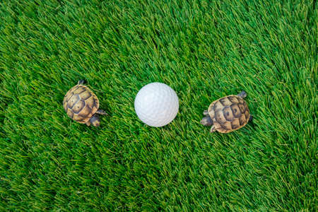 Top view of two young hermann turtles on a synthetic grass with golf ball - macro, selective focus, space for textの写真素材