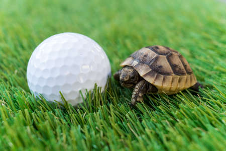 Close up of a young hermann turtle on a synthetic grass with golf ball - macro, selective focus, space for textの写真素材