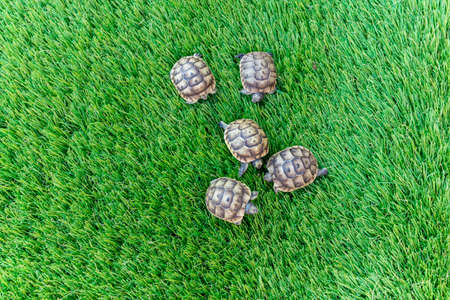 Top view of five young hermann turtles on a synthetic grass - macro, selective focus, space for textの写真素材