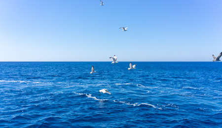 Scenic view of seagulls above aegean sea against blue sky. Santorini, Cyclades, Greece.の写真素材