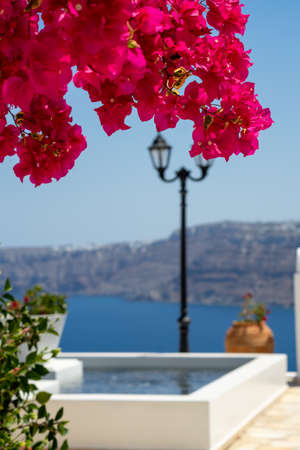 beautiful bougainvillea flower with awesome colors in Santorini Greek island with deep blue sea and sky. Caldera santorini view in the backgroundの写真素材