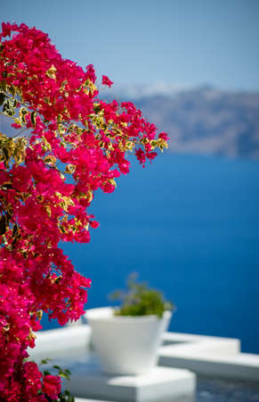 Beautiful bougainvillea flower with awesome colors in Santorini Greek island with deep blue sea and...