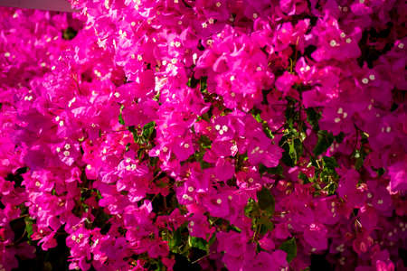 Full frame background of pink bougainvillea flowersの写真素材