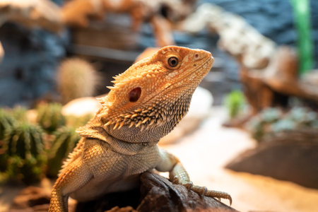 close-up of a yellow colorful bearded dragon standing on a branch in a vivariumの写真素材